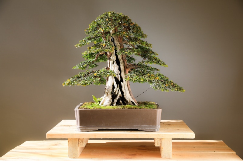 nature, japan culture, small, table, wood, yew bonsai, yew, 5K, outdoors, bonsai, care, no people, environment, flower pot, evergreen tree, growth, studio shot