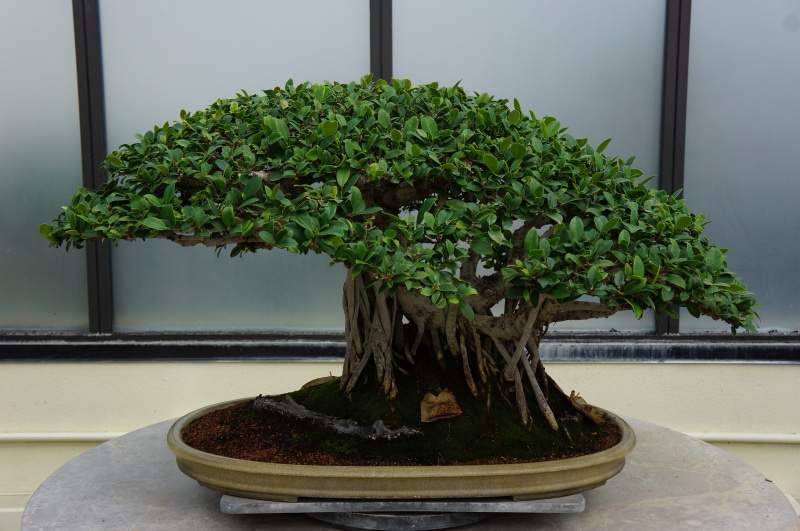 gardening, no people, outdoors, wall - building feature, potted plant, flower pot, bonsai, table, bonsai tree, sculpture, little, green color, top, window