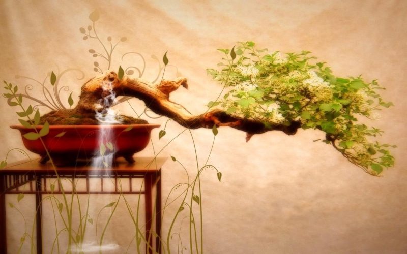 nature and landscapes, nature, leaves, branch, 1080P, plants, tree, bonsai