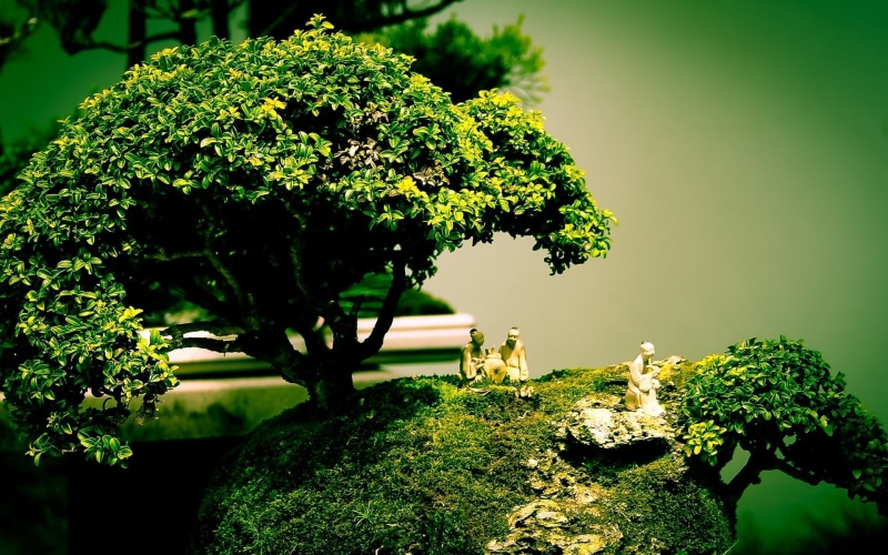 Bonsai, composition, Art, Tree, shape, 1080P