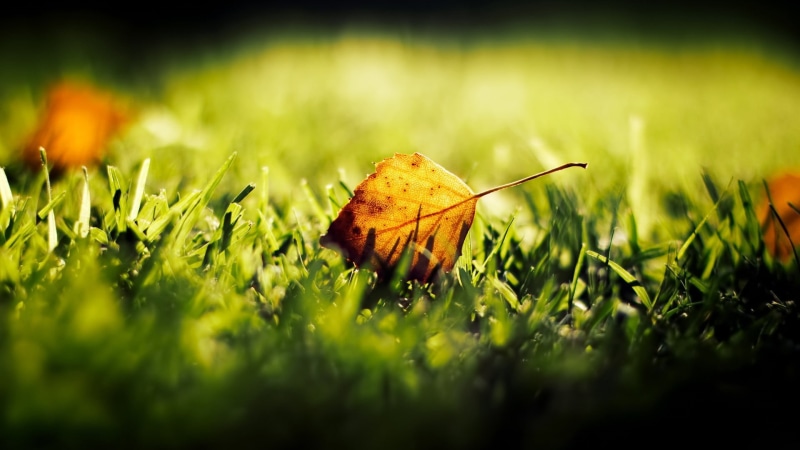 yellow, beauty In Nature, green Color, tranquility, plant, sunlight, shallow, environment, green, outdoors, vulnerability, brown, forest, multi Colored
