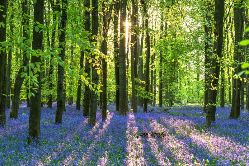 plant, flowers, green Color, nature, Ashridge wood, petaled, summer, daytime, outdoors, purple, Bluebells, flower, woods, forest, tree, pink, beauty In Nature