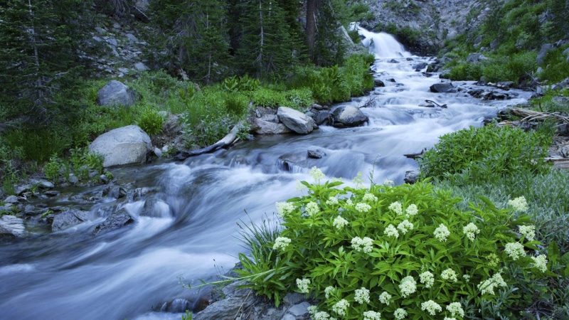 scenics - nature, long exposure, rapids, rock, motion, water, body of water, solid, stream - flowing water, california, stream, outdoors, day, forest, river