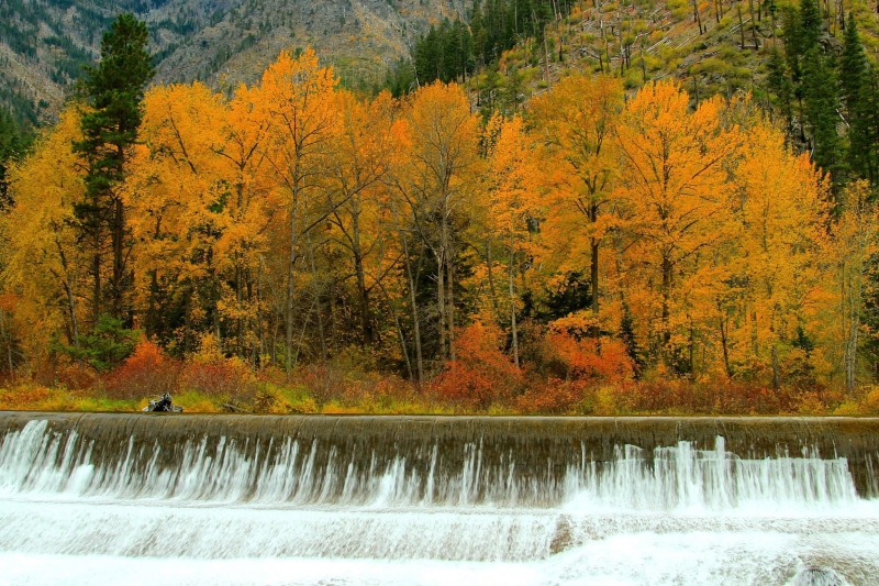 rapids, trees, river, forest, stream, waterfall, autumn, 1080P
