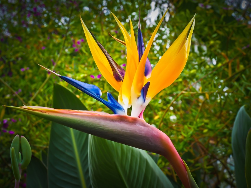 color, fragility, blossom, focus, bird of paradise flower, bird of paradise - plant, tropical vegetation, close-up, colorful, flora, caudata greenhouse