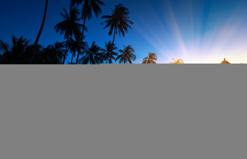 sunlight, palm trees, sea, sunrise - Dawn, coconut palm tree, plant, blue, twilight, night, water, leisure Activity, vacations, copy space, scenics - nature