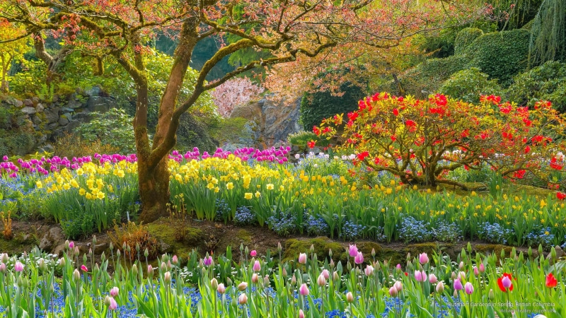 butchart, british, 2K, Flowers/Gardens, gardens, spring, columbia