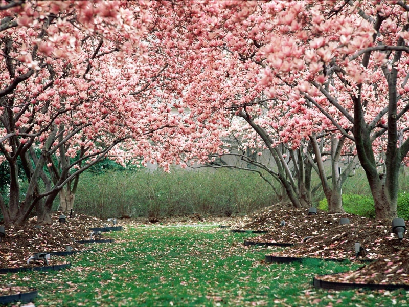 blossom, flowering, trees, spring, 720P, cherry, garden, pink