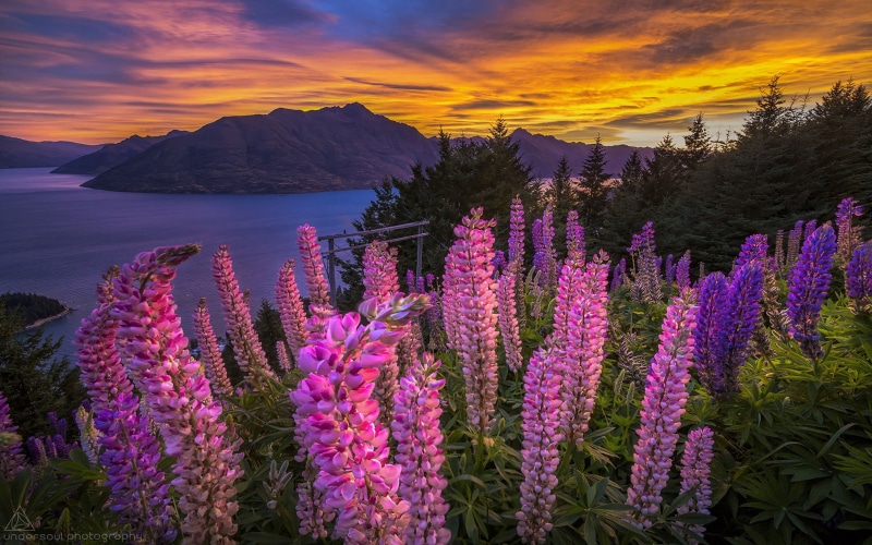 flowers, lake, nature, purple, land, landscape, tranquil scene, environment, flowering plant, no people, field, 4K, plant, mountain, water