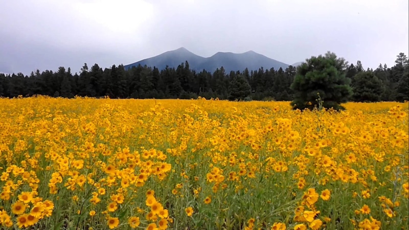 trees, 1080P, yellow, meadow, hd, flagstaff, mountains, arizona, pine, forest, summer, flowers