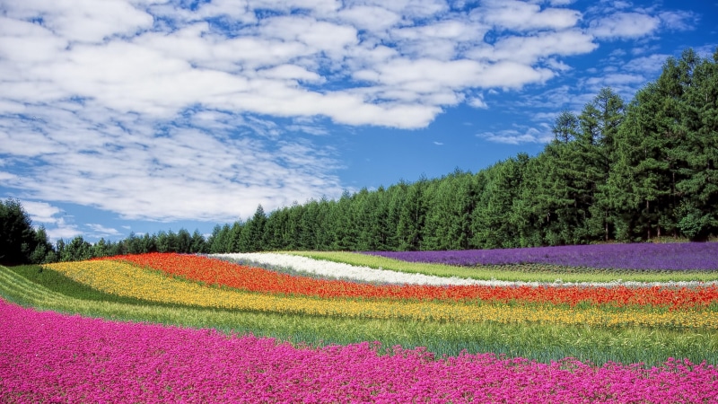 hokkaido, field, sky, colors, flowers, 4K, japan, asia