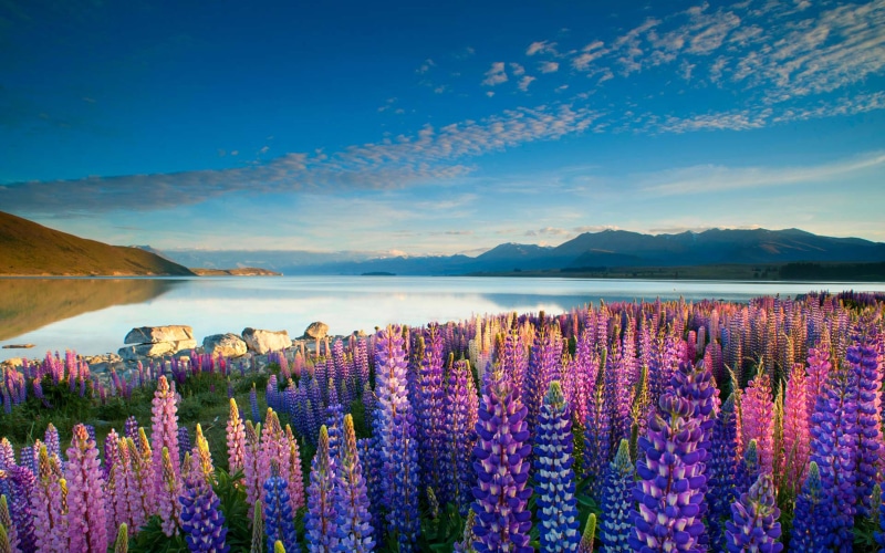 desktop, scenics - nature, no people, hd, nature, purple, land, blue, flowers, cloud - sky, lavender, tekapo, lake, 4K, tranquil scene, sky