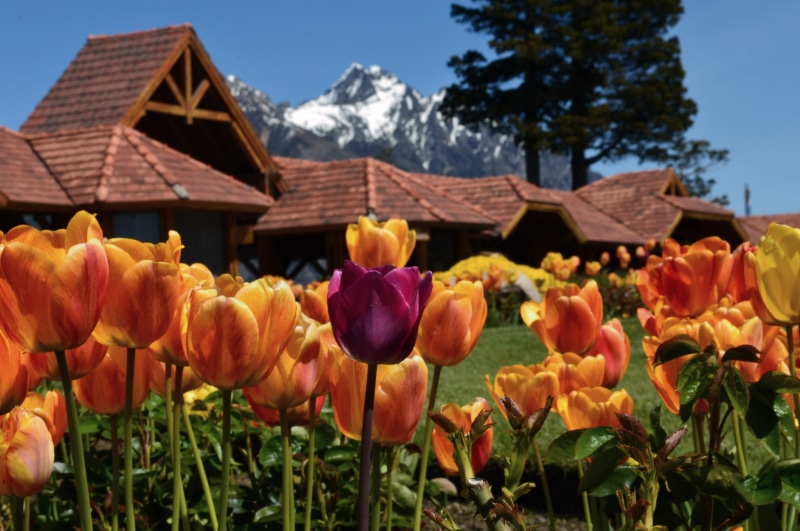 day, field, building exterior, no people, patagonia, close-up, plant, tulip, flowers, building, fragility, freshness, hotel, color, argentina, flower, beauty in nature