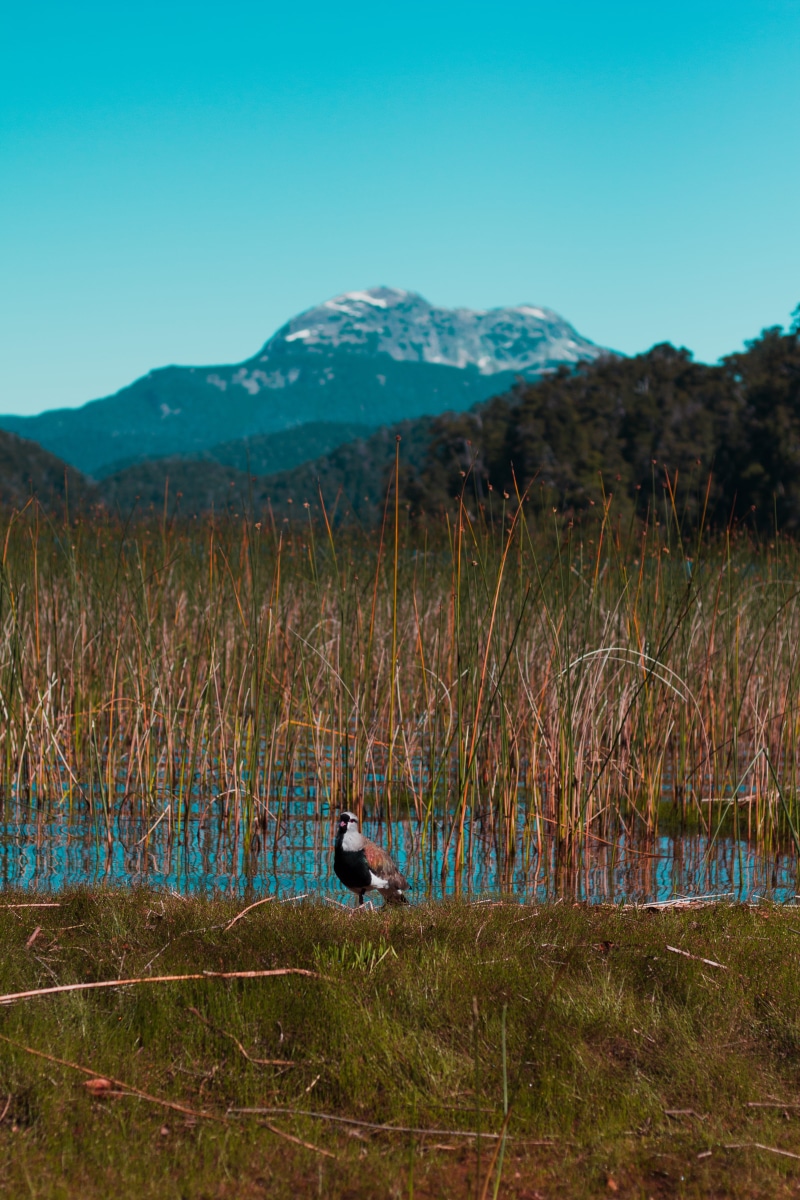 no people, blue, lago espejo chico, tranquil scene, peak, water, landscape, marsh, scenics - nature, bog, bariloche, animal, swamp, non-urban scene, outdoors