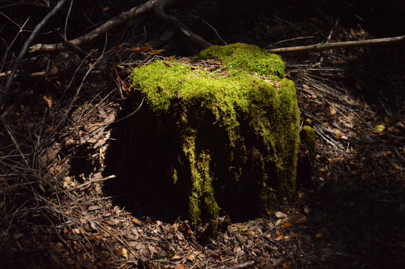 tree, land, plant part, photography, landscape, branch, growth, stick - plant part, mountains, moss, close-up, trees, shadows, night, no people, light