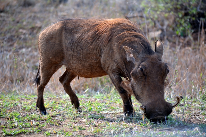 standing, aggression, field, herbivorous, mammal, wilderness Area, land, day, animal themes, domestic animals, wildlife, one animal, south africa, animals In The Wild