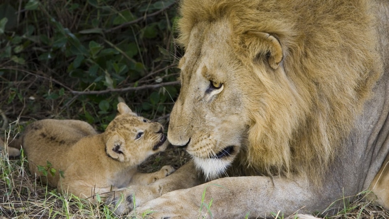 fur, masai Mara National Reserve, tanzania, plain, day, safari, no People, animal, big Cat, africa, mammal, outdoors, wilderness Area, lioness, feline