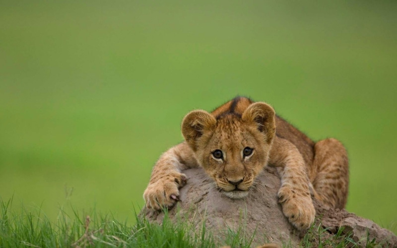 lying Down, fur, one animal, young Animal, large, savannah, wilderness Area, danger, stone, lion Cub, feline, lying, masai Mara National Reserve, whisker