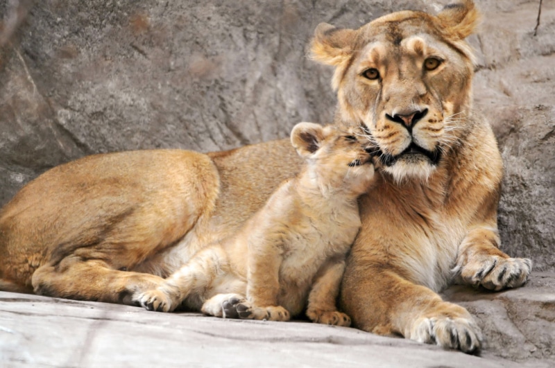 animal wildlife, lion Cub, mother, lioness, animal, fur, big Cat, looking, male Animal, danger, two animals, group of animals, endangered Species, 1080P