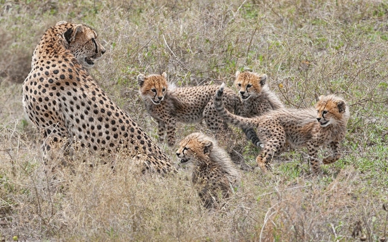 Cheetahs, Family, Cubs, Motherhood, tiger, 1080P