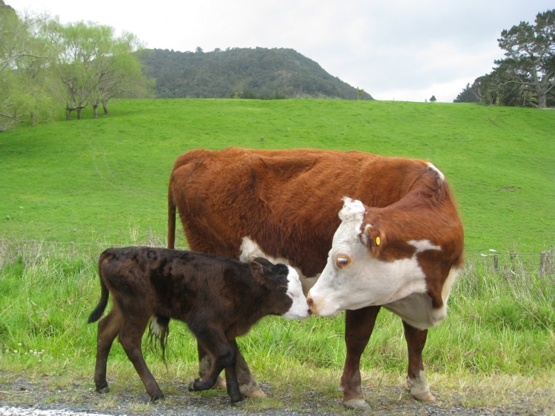 plant, cow, pets, domestic animals, grass, group of animals, animals, animal, animal themes, no people, mammal, landscape, domestic cattle, field, cattle