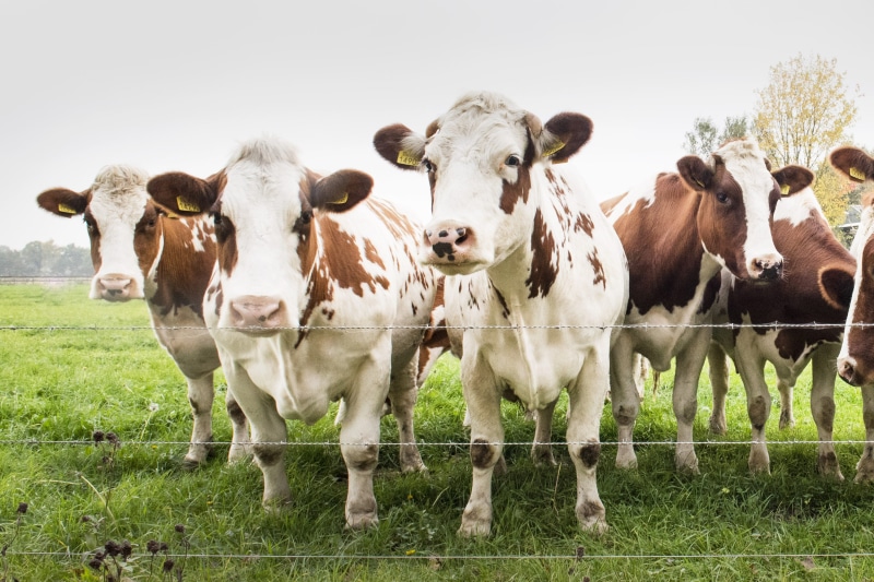livestock, herbivorous, farming, pets, cattle, no people, ranch, fence, farm, animal themes, boundary, portrait, domestic, grass, plant, animal, agriculture
