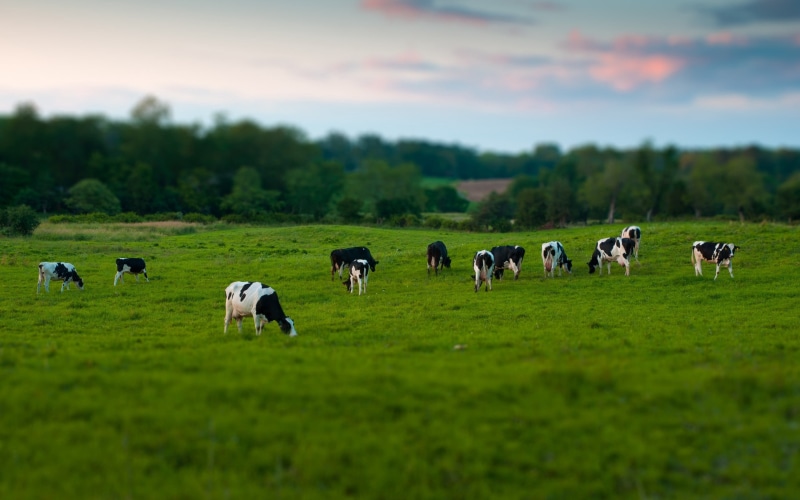 outdoors, non-Urban Scene, cows, herbivorous, young Animal, pasture, plant, walking, green Color, mammal, 2K, cattle, scenics, pets, meadow, landscape