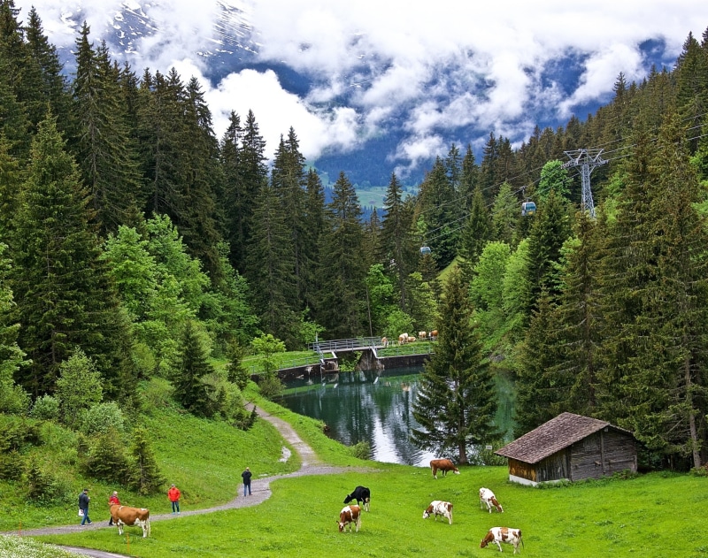 nature, cow, 1080P, landscape, Switzerland