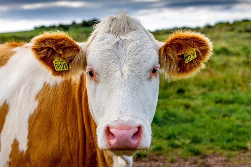 landscape, mammal, agriculture, domestic cattle, no people, animal themes, animal portrait, domestic animals, denmark, brown swiss, outdoors, animal head