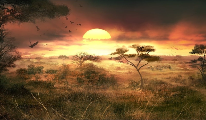 480P, sunset, desert, grassland, savanna, savannah
