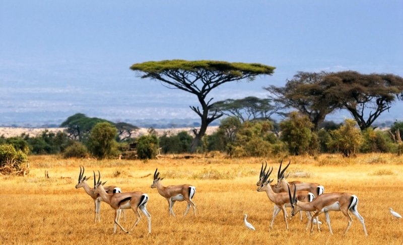 herbivores, animals, trees, 1080P, antelopes, africa, grassland, savannah, horns