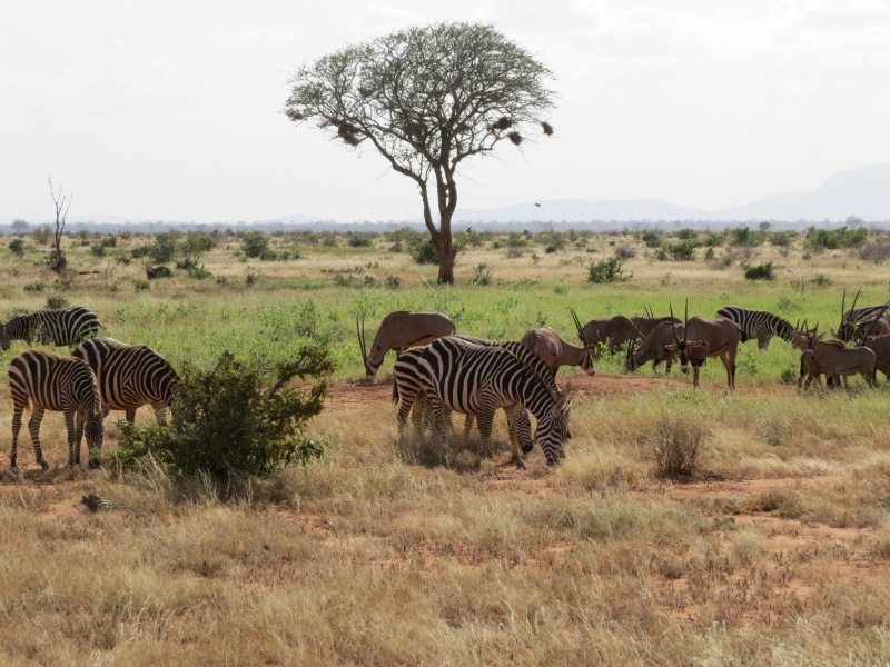 herd, herbivorous, wildlife, 1080P, grass, oryx, striped, animal, outdoors, vertebrate, animals in the wild, plant, antelope, animal wildlife, savanna