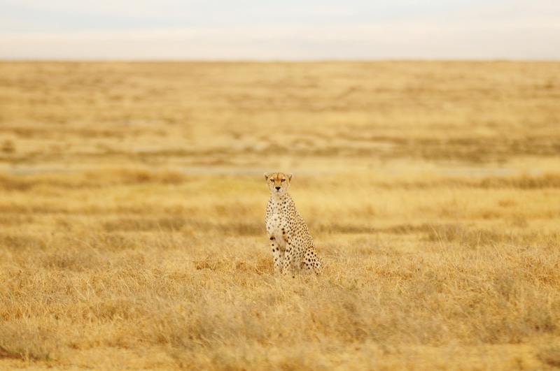 animals In The Wild, photography, nature, animal, Cheetah, creative-commons, safari, field, beauty In Nature, grass, wildlife, savannah, african Cheetah
