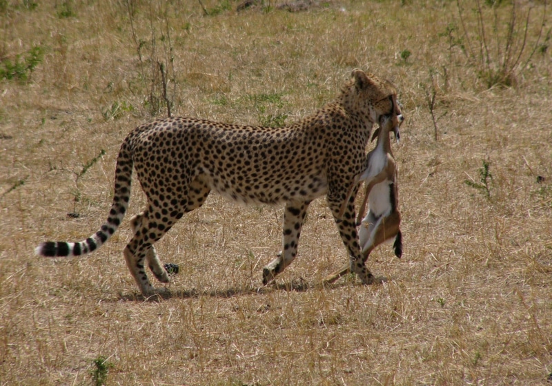 daytime, cat, deer, grass, plain, field, dragging, hunting, outdoors, wildlife Reserve, spotted, serengeti National Park, african Cheetah, nature, prey