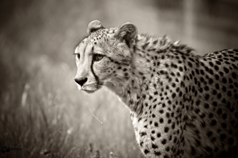 schwarzweiss, Gepard, feline, carnivore, photography, big Cat, wildlife photography, mammal, 1080P, Outdoor, africa, nature, bandw, wilderness Area, schwarzweiß