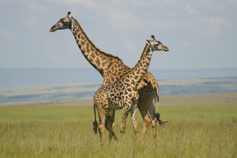 4K, mara, mammal, Safari, Africa, animals In The Wild, Holiday  Vacation, grass, plain, Masai  Mara, two, Kenya, wildlife, safari Animals, national Park