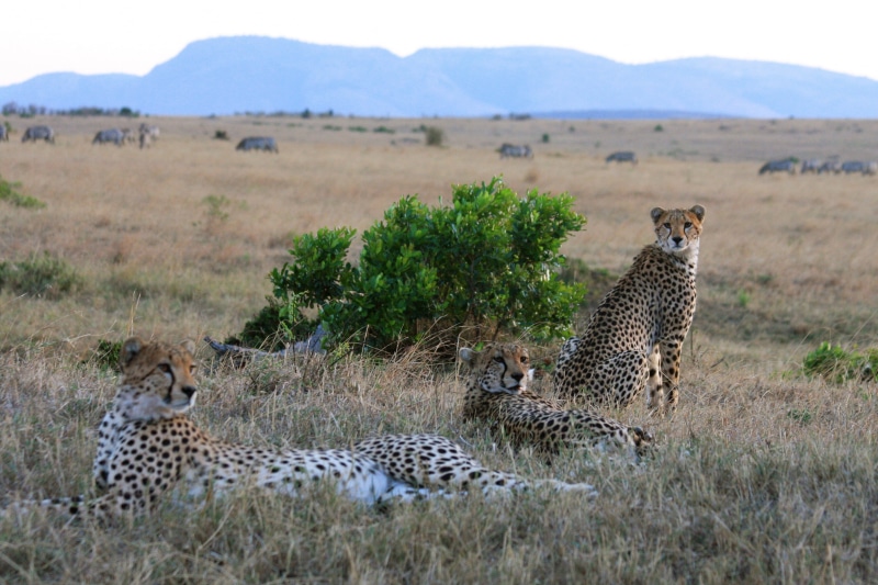 plant, wildlife, nature, cats, nature Reserve, animals In The Wild, grass, ch, serengeti National Park, plain, tanzania, masai Mara, safari Animals, africa