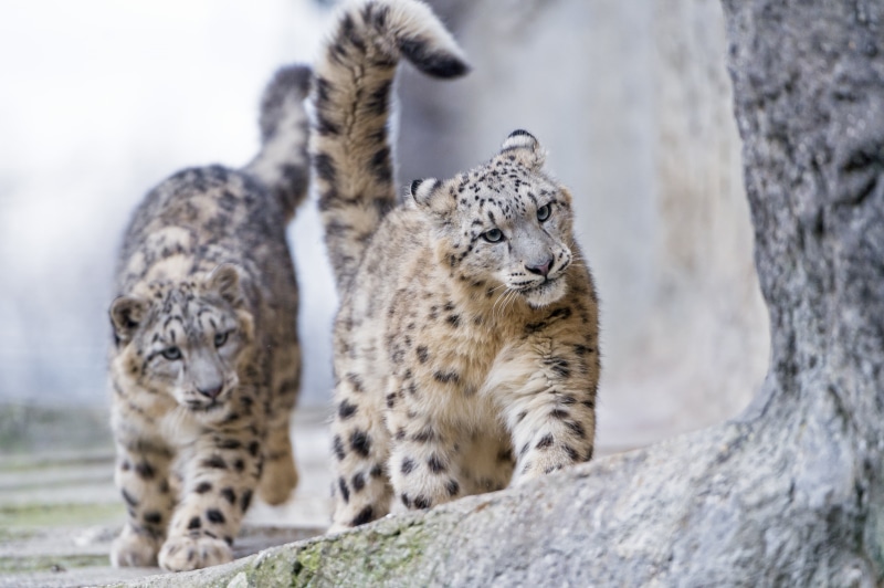 nikon  d4, danger, wildlife, rock, wild  cat, uncia, animals In The Wild, two, snow leopard, animal, stone, undomesticated Cat, fluffy, mammal, zoo  basel