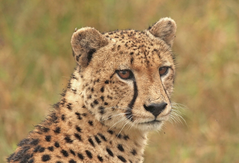 tanzania, majestic, wilderness Area, leopard, cat, animal wildlife, focus on foreground, mammal, view, side view, savannah, animal head, cheetah, outdoors