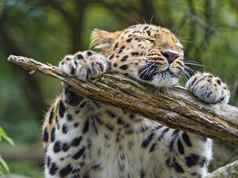 france, outdoors, undomesticated Cat, brown, wildlife, mammal, portrait, marking, leopard, grabbing, wild  cat, tree, wood, safari Animals, amur, 2K, carnivore
