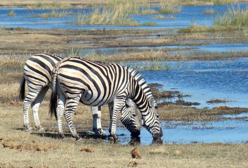 animal themes, animal wildlife, zebras, drink, body, wildlife Reserve, natural Pattern, group of animals, Wildlife, plain, water, grass, eco Tourism, tanzania