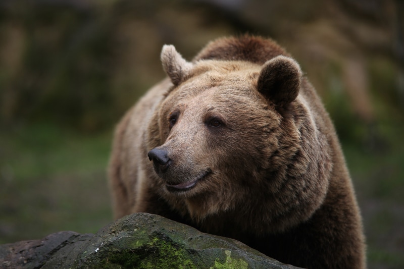 brown, vertebrate, animal wildlife, nature, one animal, animal, looking, rock, bears, animals, no people, snout, animal themes, day, focus on foreground