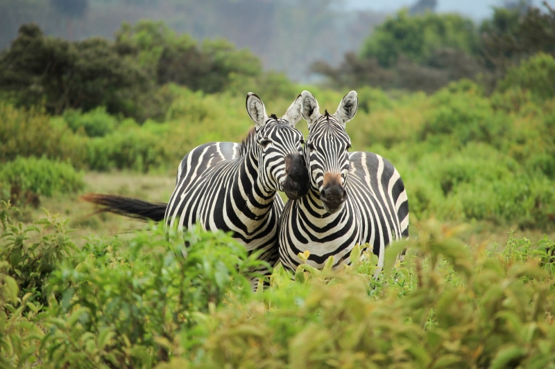 focus, wildlife Reserve, bushes, safari, two, kenya, vertebrate, east Africa, animal themes, animals And Pets, wilderness Area, grass, africa, safari Animals