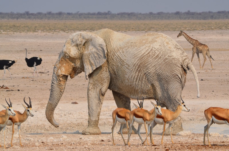 sunlight, environment, etosha National Park, 4K, wildlife Reserve, wildlife, antelope, animal, herbivorous, travel Locations, drinking, daytime, animals In The Wild