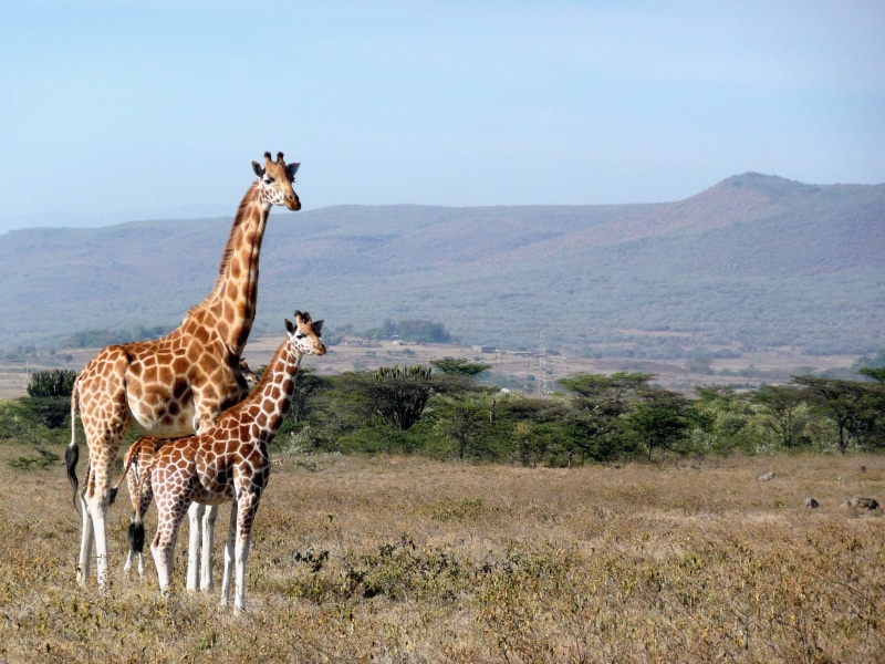 animal family, neck, sky, 2K, mountain, wilderness, animal neck, animal, land, park, wild, arid climate, herbivorous, day, reserve, kigio, environment