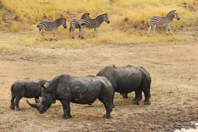 mammal, lodge, eco Tourism, safaris, savannah, plant, beauty in nature, group Of Animals, mabula, wildlife, national Park, south africa, wild Animals, serengeti National Park