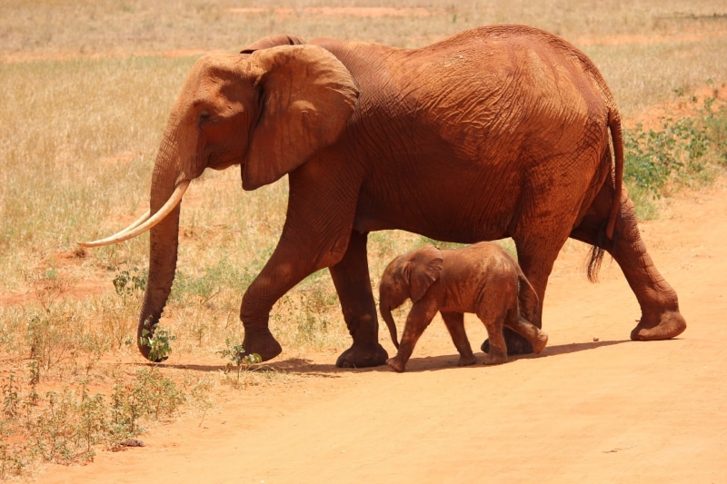 animal family, field, vertebrate, 1080P, outdoors, animal themes, brown, land, animals In The Wild, ground, group of animals, savanna, tsavo, herbivorous