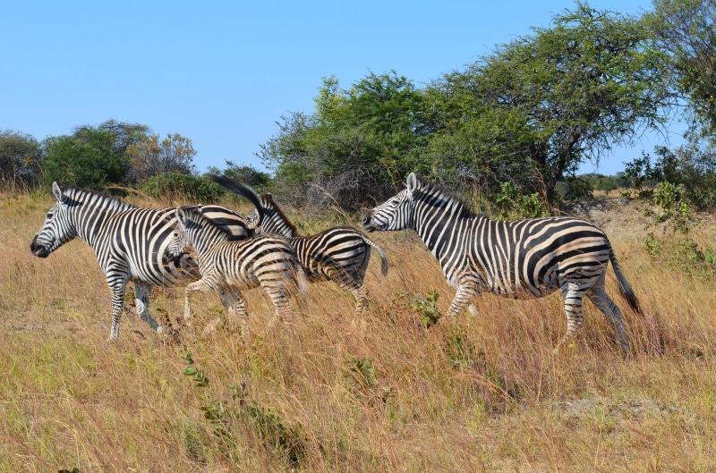 mammal, herbivorous, herd, zebras, horse Family, plant, safari Animals, animal, nature, tanzania, eco Tourism, zebra, kenya, striped, animal themes, tree