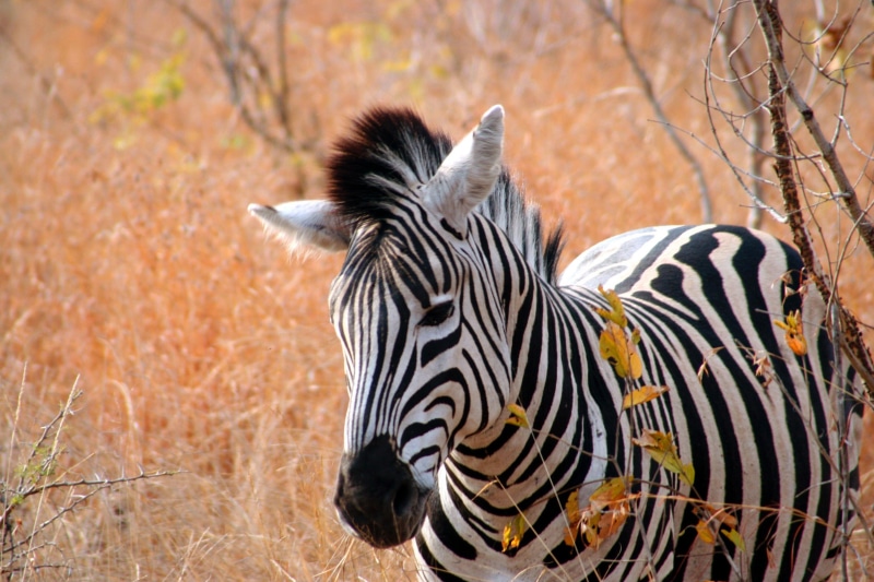 east Africa, animals In The Wild, safari, 1080P, tree, no people, kenya, black Color, outdoors, nature, herbivorous, vertebrate, photograph, safari Animals