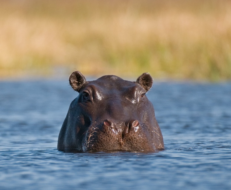 Safari, wildlife, time, pool, dangerous, nature, animals In The Wild, water, safari Animals, animal, 1080P, close  up, wildlife Reserve, mammal, Hippopotamus